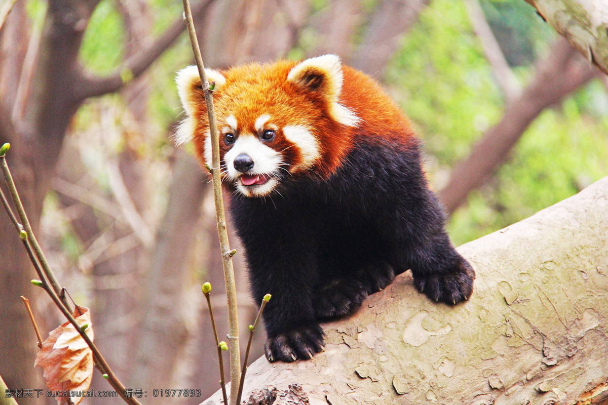 小熊猫 ailurus fulgens 红熊猫 红猫熊 lesser panda 九节狼 金狗 red 熊猫