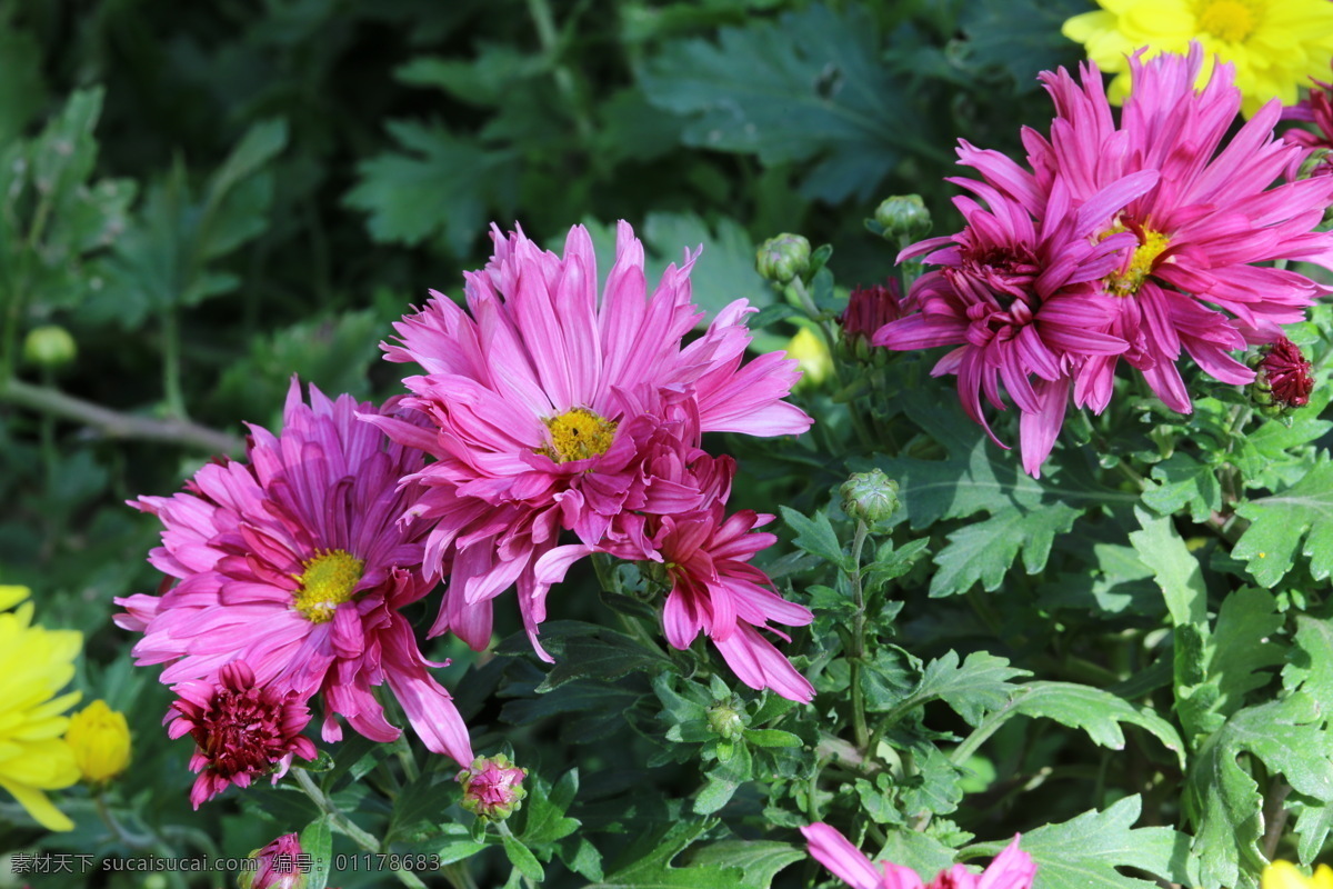 秋菊 观赏花卉 园艺 花卉素材 寿客 金英 黄华 陶菊 花卉 花儿 花草 花朵 花瓣 花蕊 菊菊花 生物世界