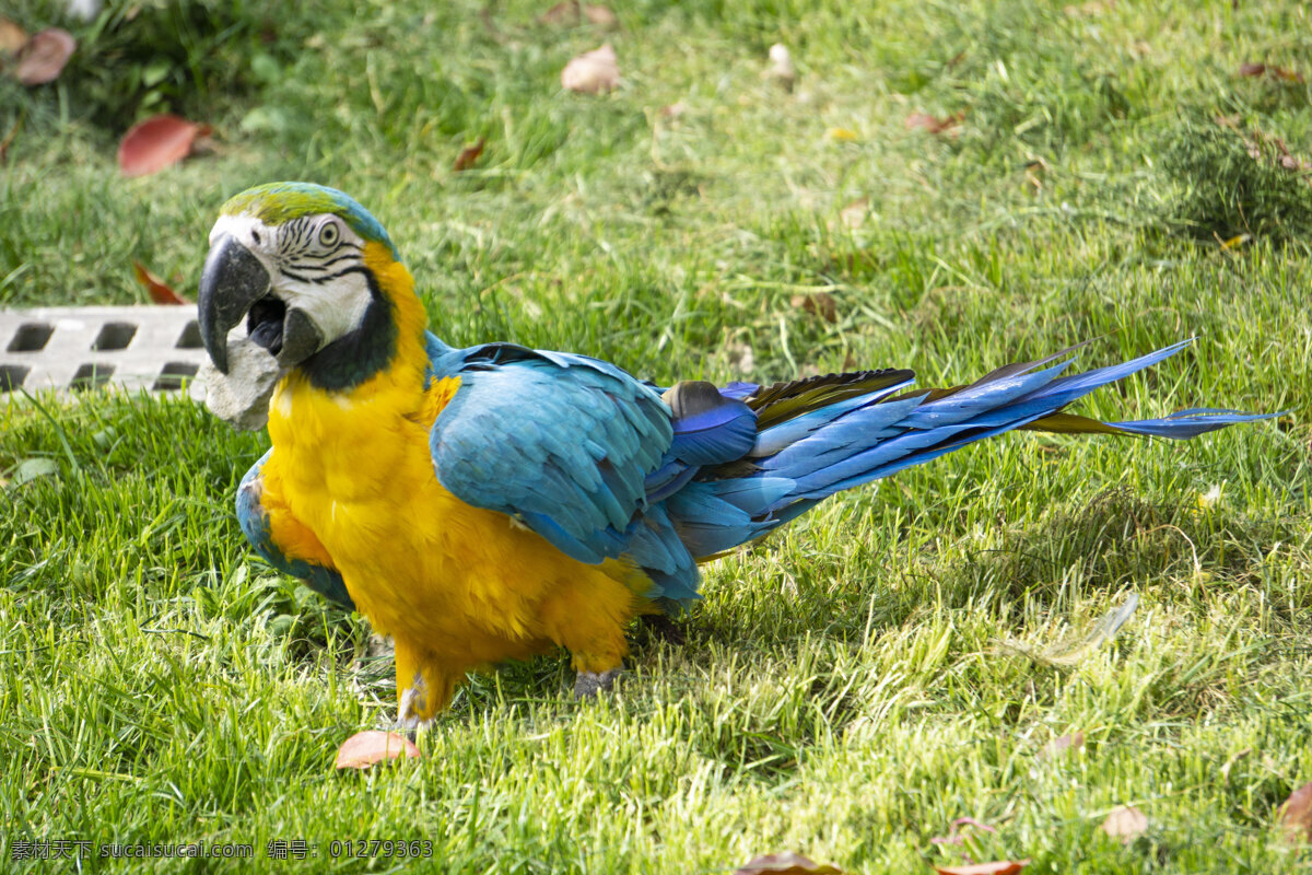 草地 上 漂亮 蓝 黄 相间 鹦鹉 动物 黄色 蓝色 鸟 八哥 千库原创