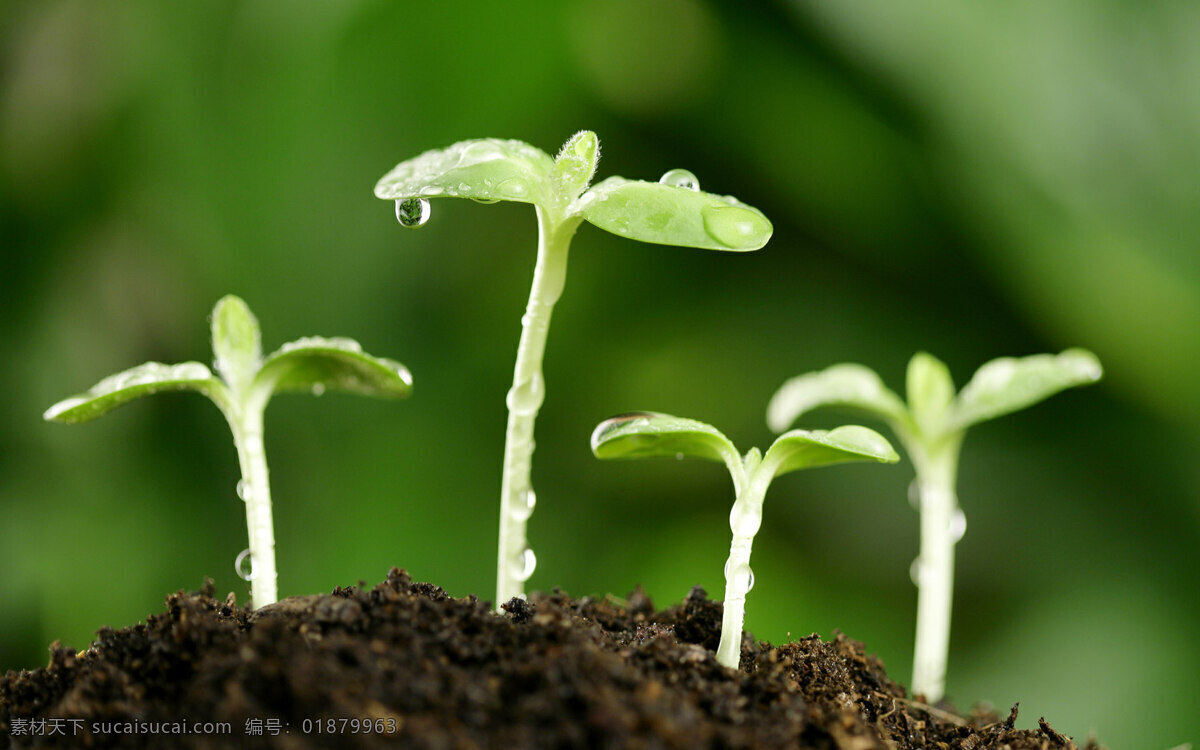 发芽 新芽 嫩叶 植物 高清 新芽嫩叶 嫩芽 水珠 水滴 土壤 土地 新生命 植物摄影 风景 花草 生物世界