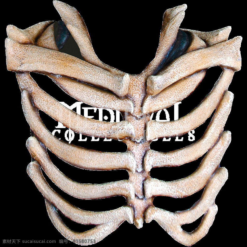 真实 人体 胸腔 肋骨 免 抠 透明 手绘 骨骼 图 手 绘图 手绘骨骼 关节 脊椎 人体结构 人体骨骼 人体肋骨图 胸腔骨头