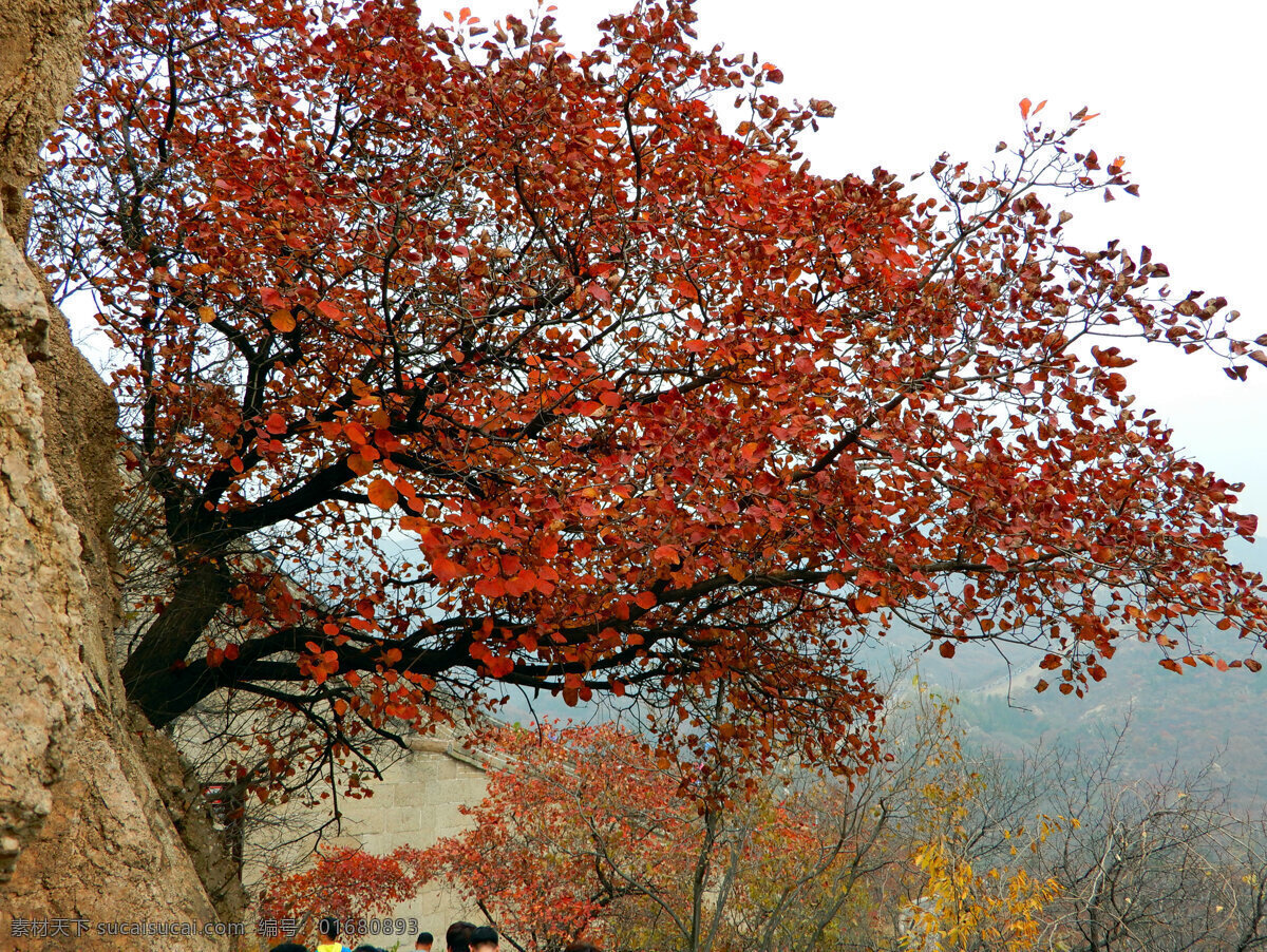 红叶 叶子 树叶 树枝 秋天 黄栌 植物 树木树叶 生物世界