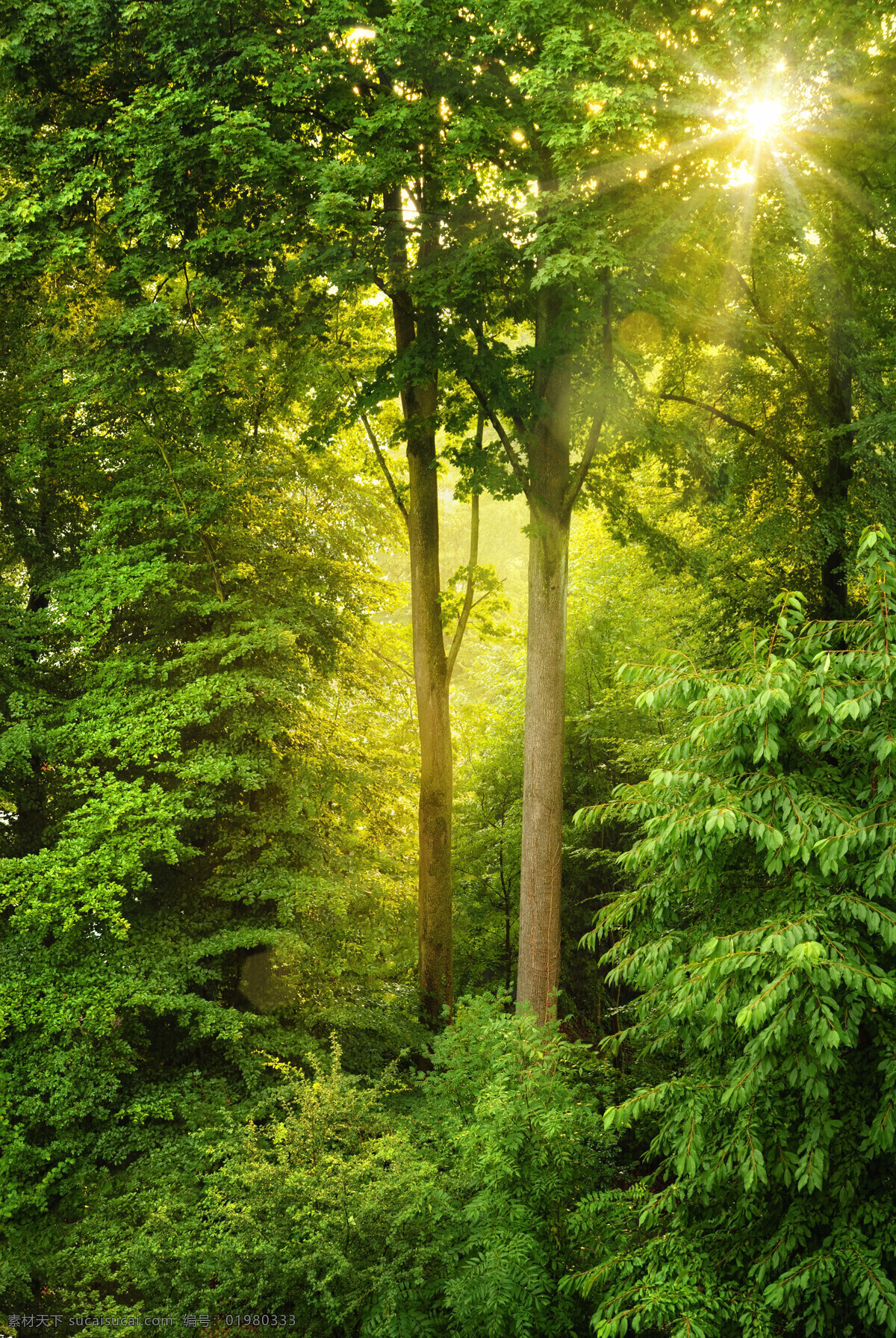 透过 树林 阳光 树 植物 太阳 绿叶 山水风景 风景图片