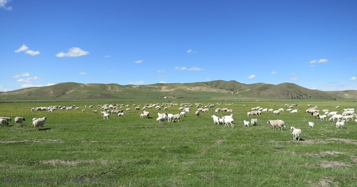 草原 羊 内蒙古 克什克腾 贡格尔 自然景观 自然风景