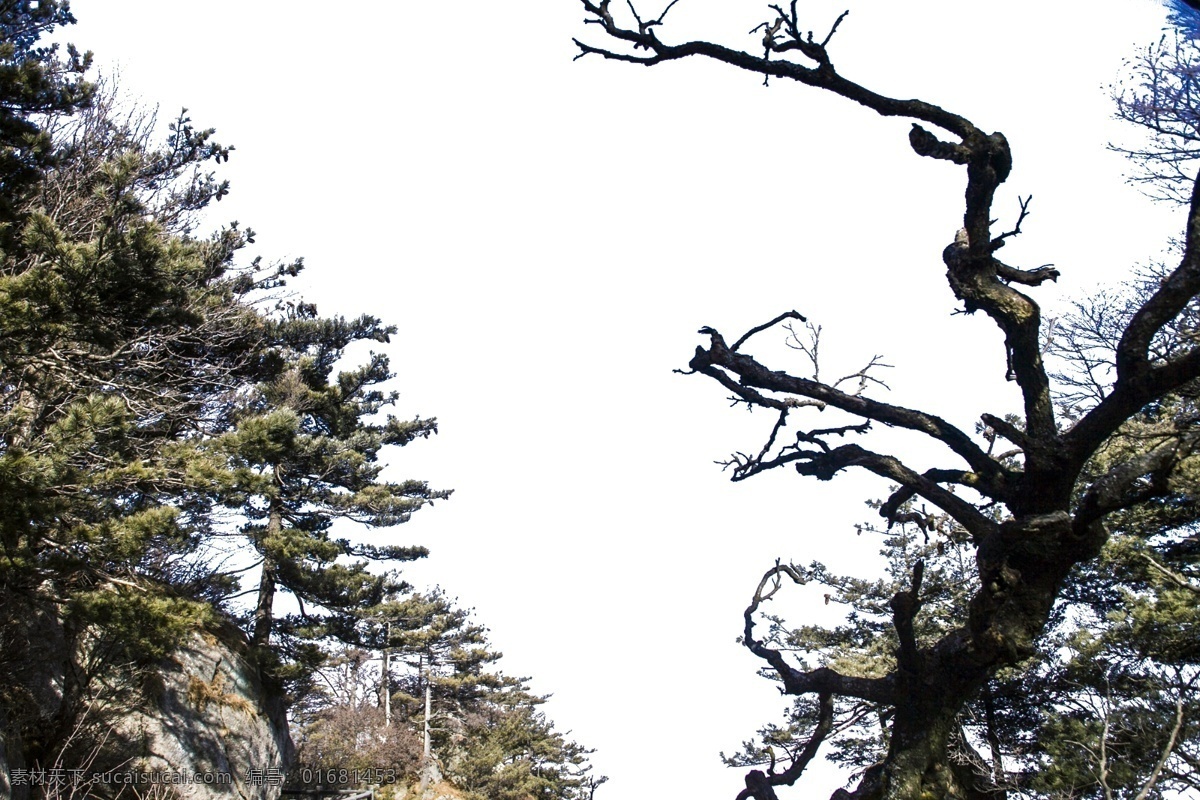 高耸 如云 大山 茂密 植被 山峰 群山连绵 山岩 山谷 峭壁 彩色岩石 森林 绿树 黄花 自然风光 山水风景 自然景观