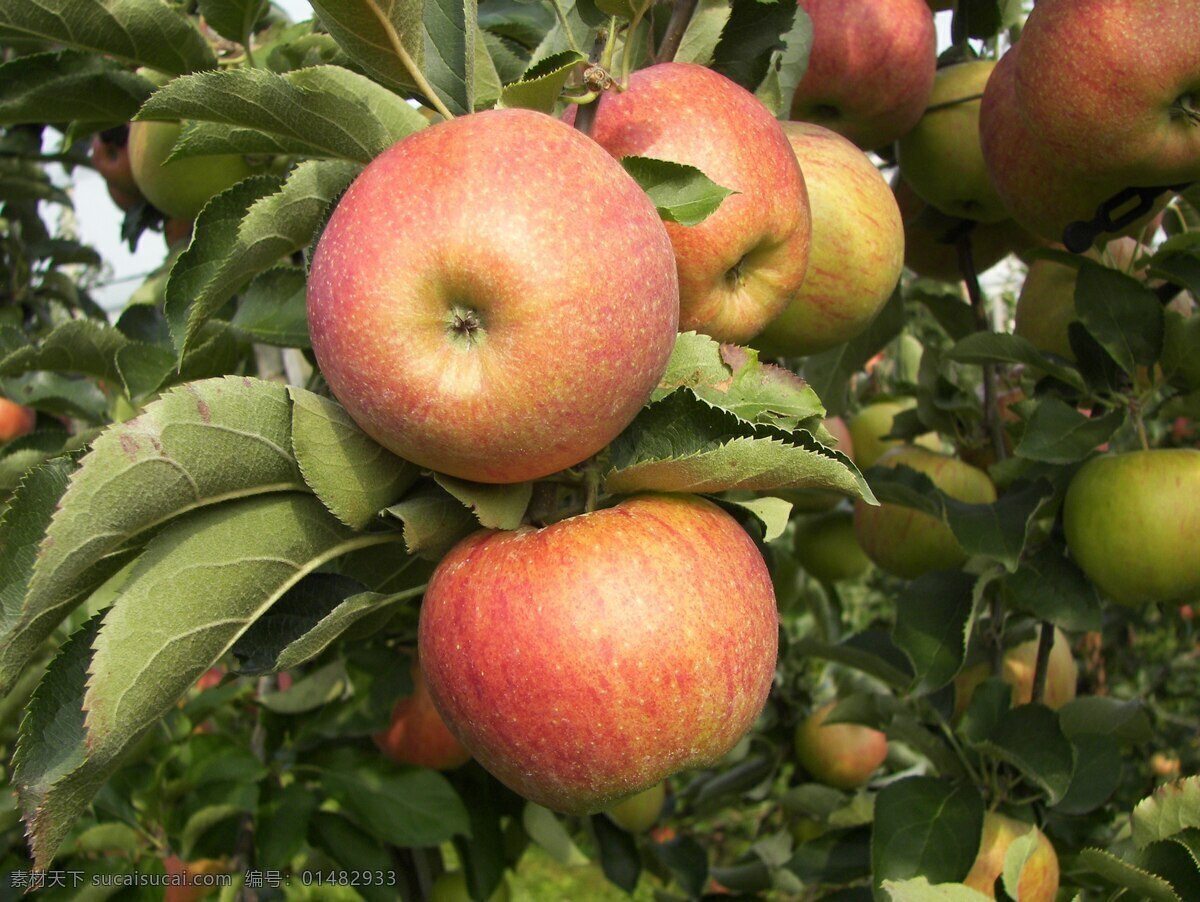 苹果 苹果树 苹果园 采摘 新疆苹果 阿克苏苹果 冰糖心 红富士 生物世界 水果