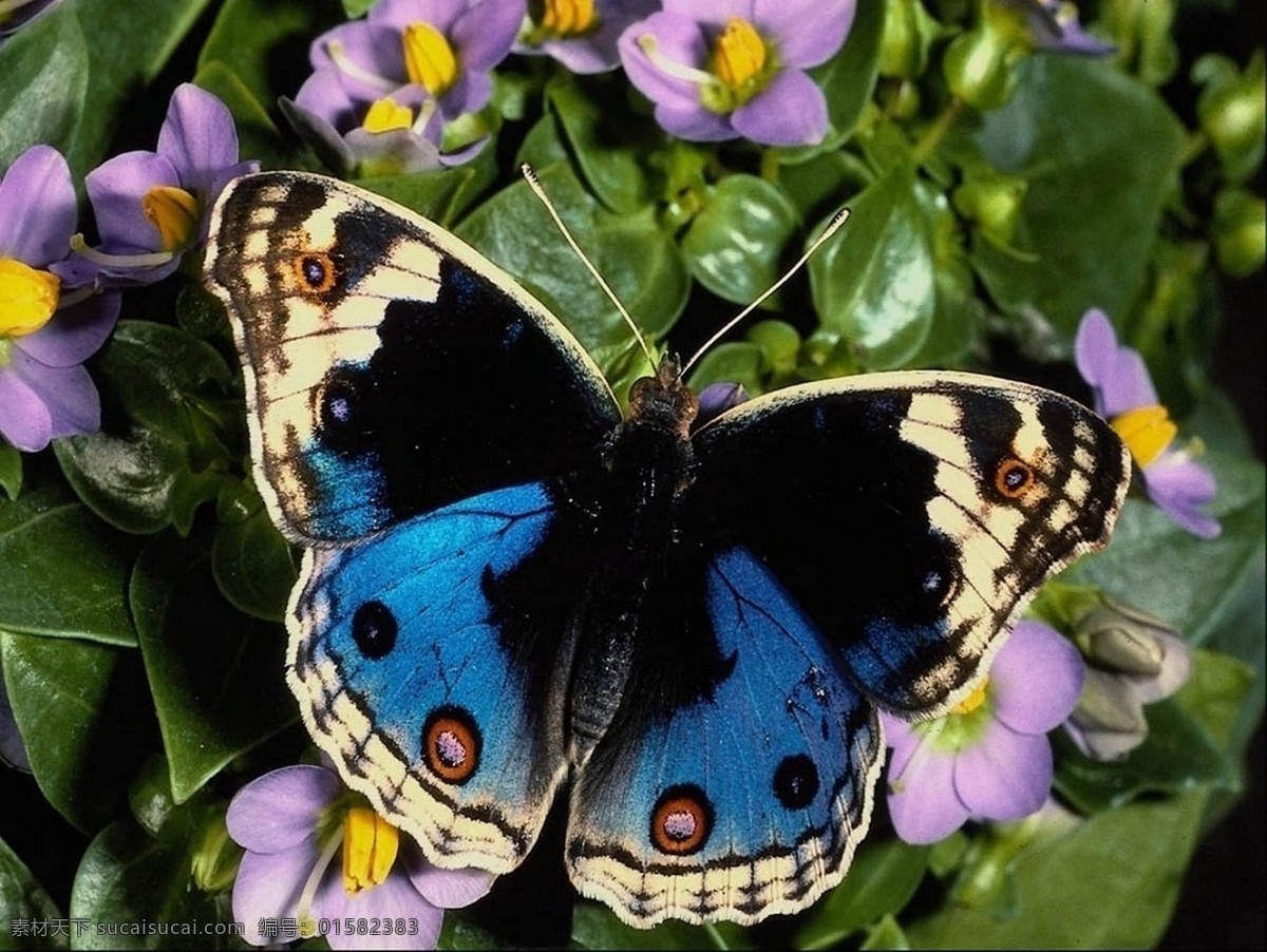 蝴蝶 生态 自然界 昆虫图片 昆虫纲 节肢动物门 insect 无骨骼 昆虫系列一 昆虫 生物世界