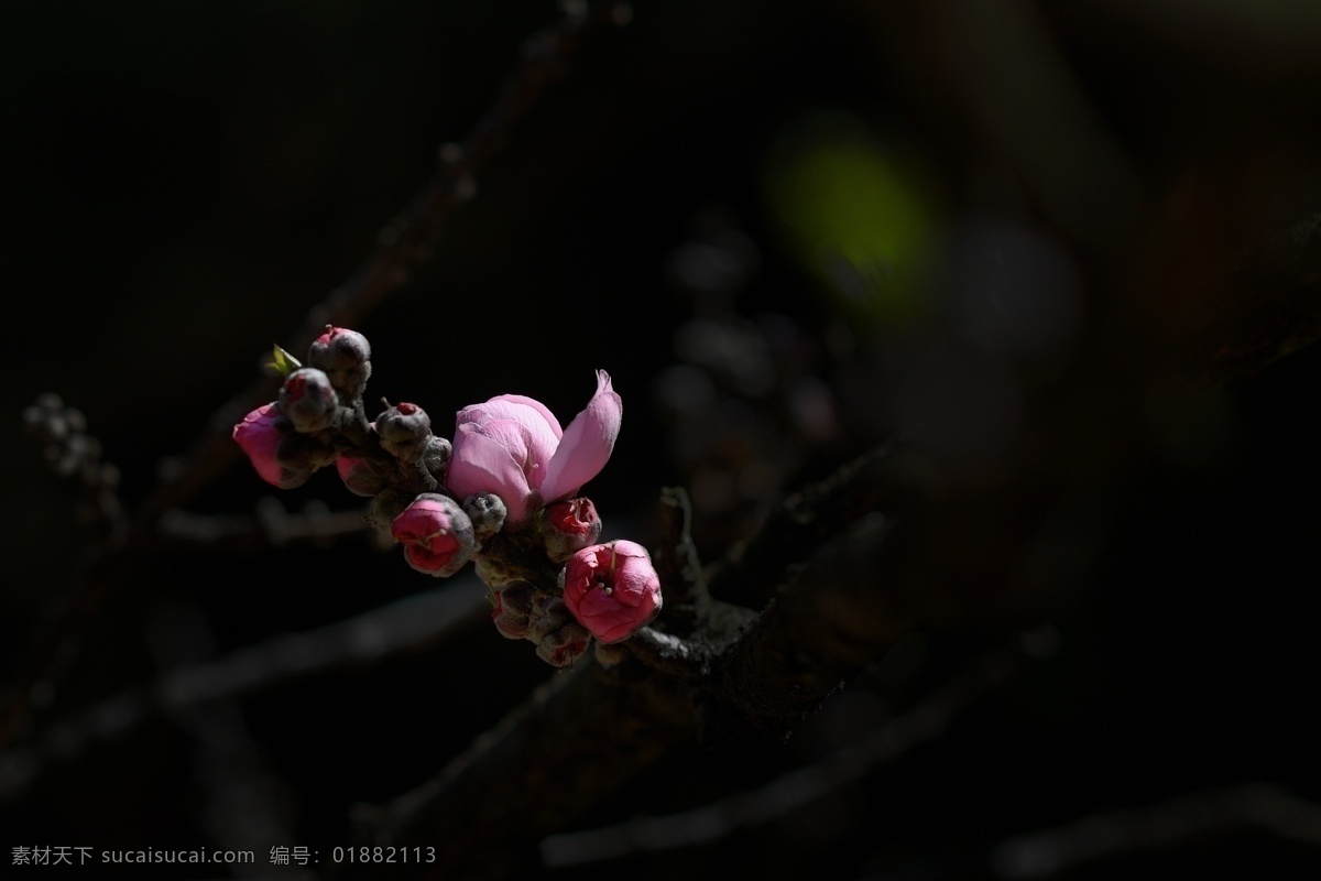 阳光下的桃花