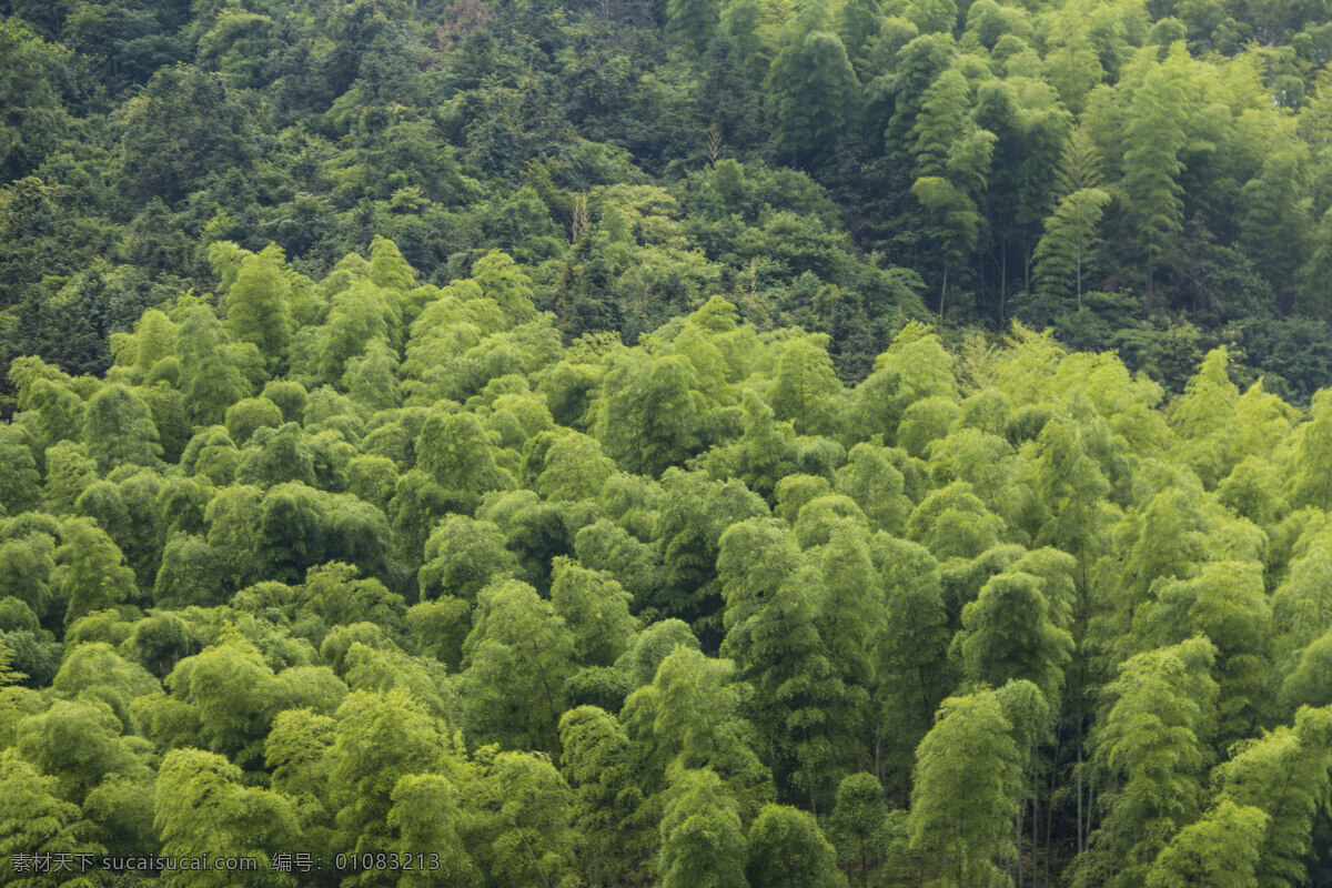 山岭 绿树 树林 绿色 树木 山村 山林 摄影素材 自然景观 自然风景 花草树木 山水风景