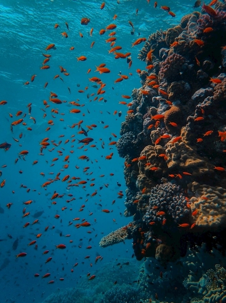 海底 鱼群 珊瑚礁 背景 海报 素材图片 杂图 旅游摄影
