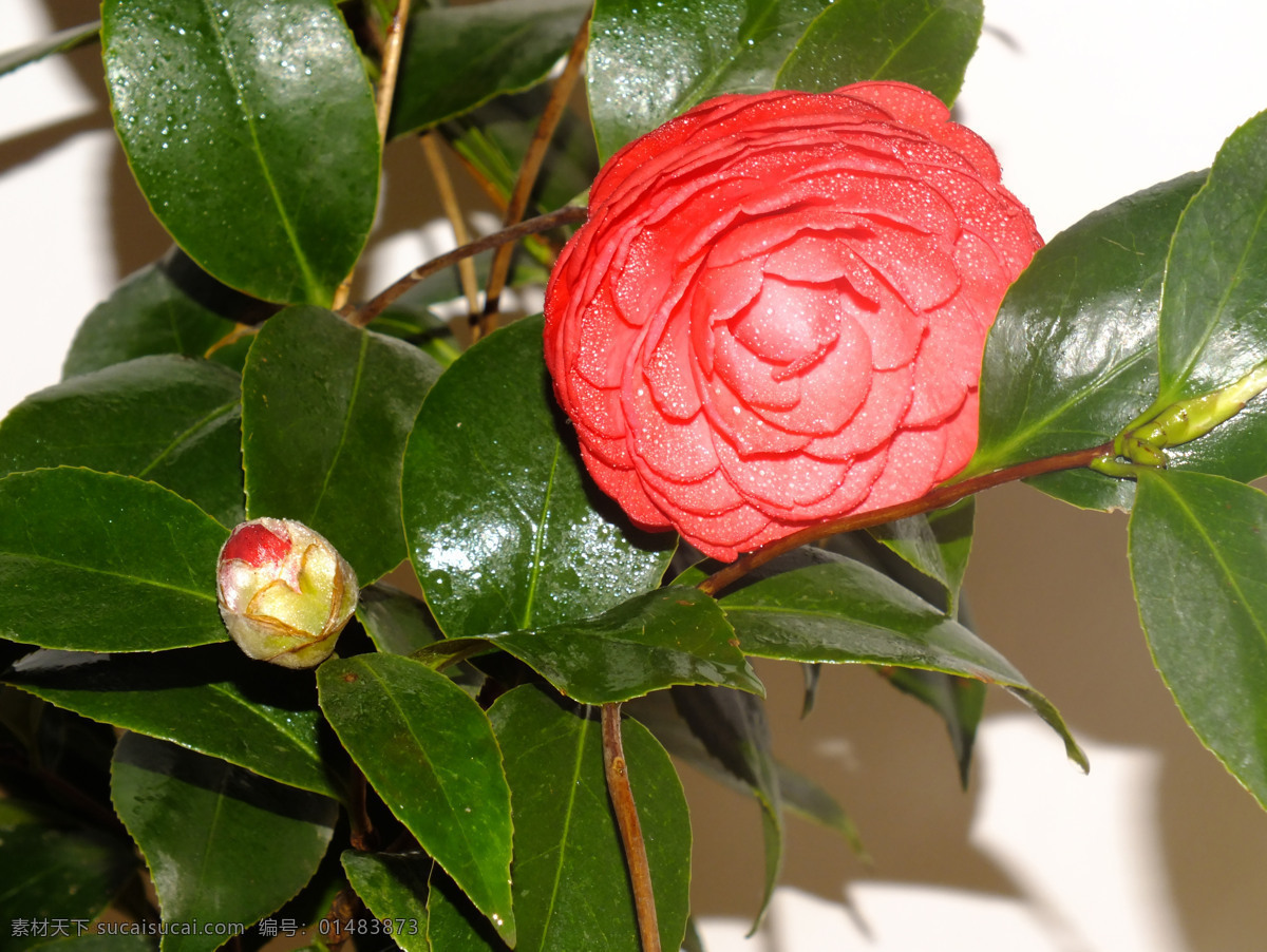 茶花 春天 花草 花卉 山茶 生物世界 花卉写真 psd源文件