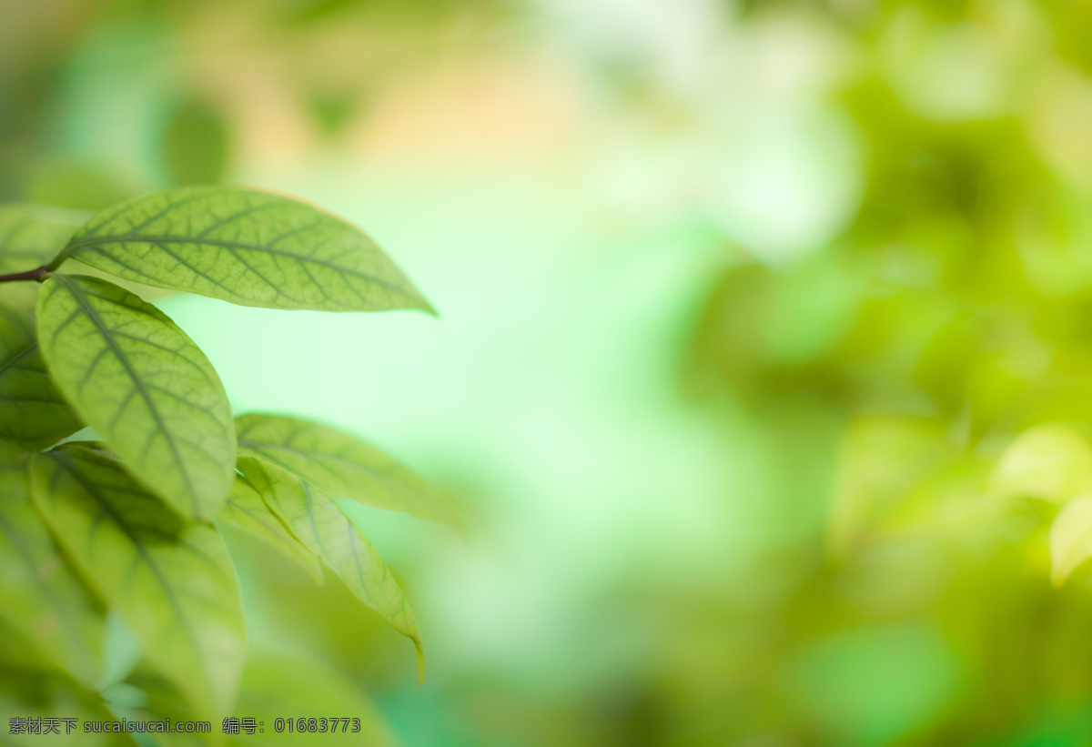 唯美 树叶 背景 风景 季节 春天 春季 唯美背景 浪漫 朦胧 花草树木 生物世界