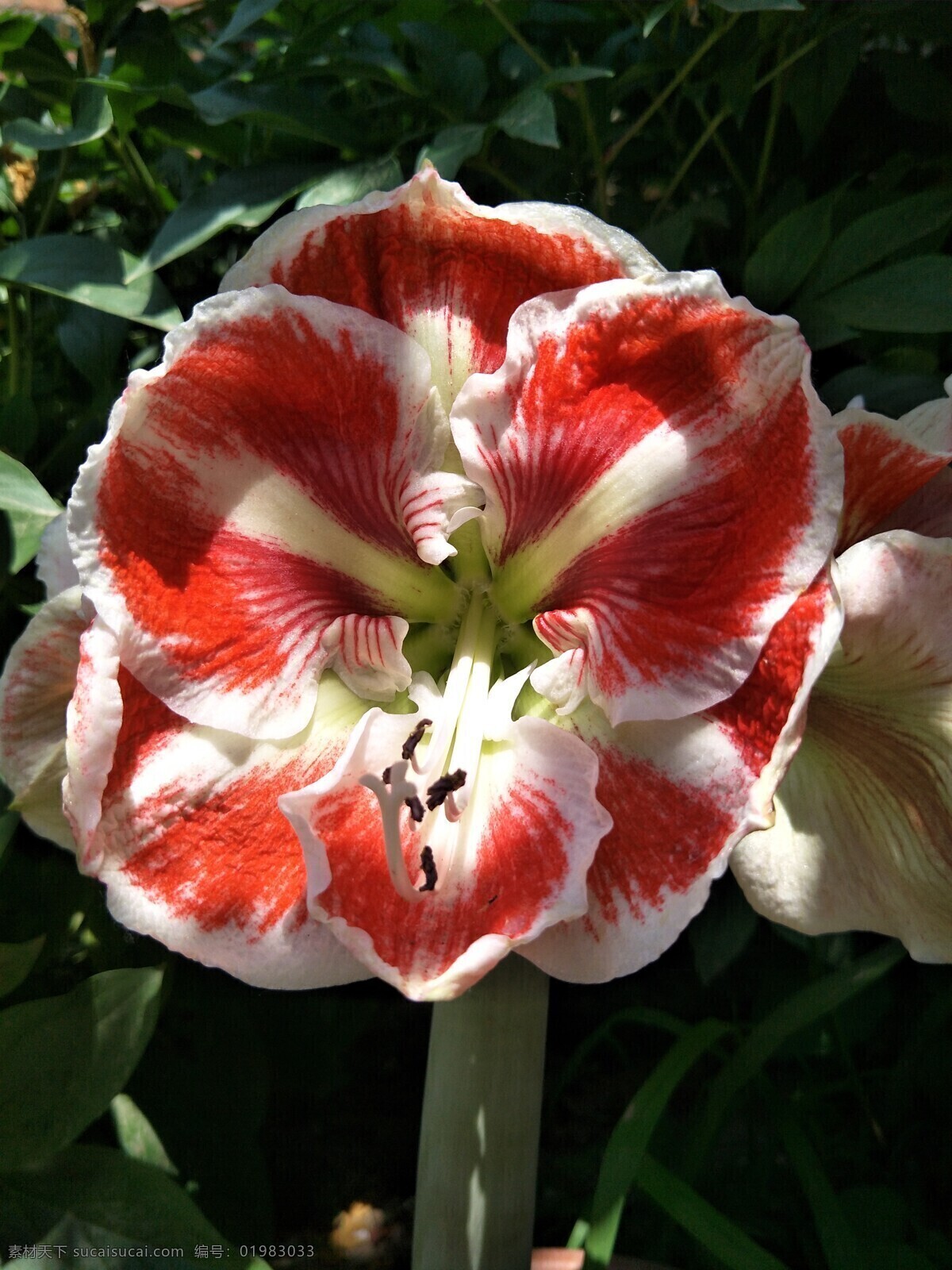 朱顶红 花朵 花草 鲜花 盛开 花瓣 春天 绿叶 生物世界