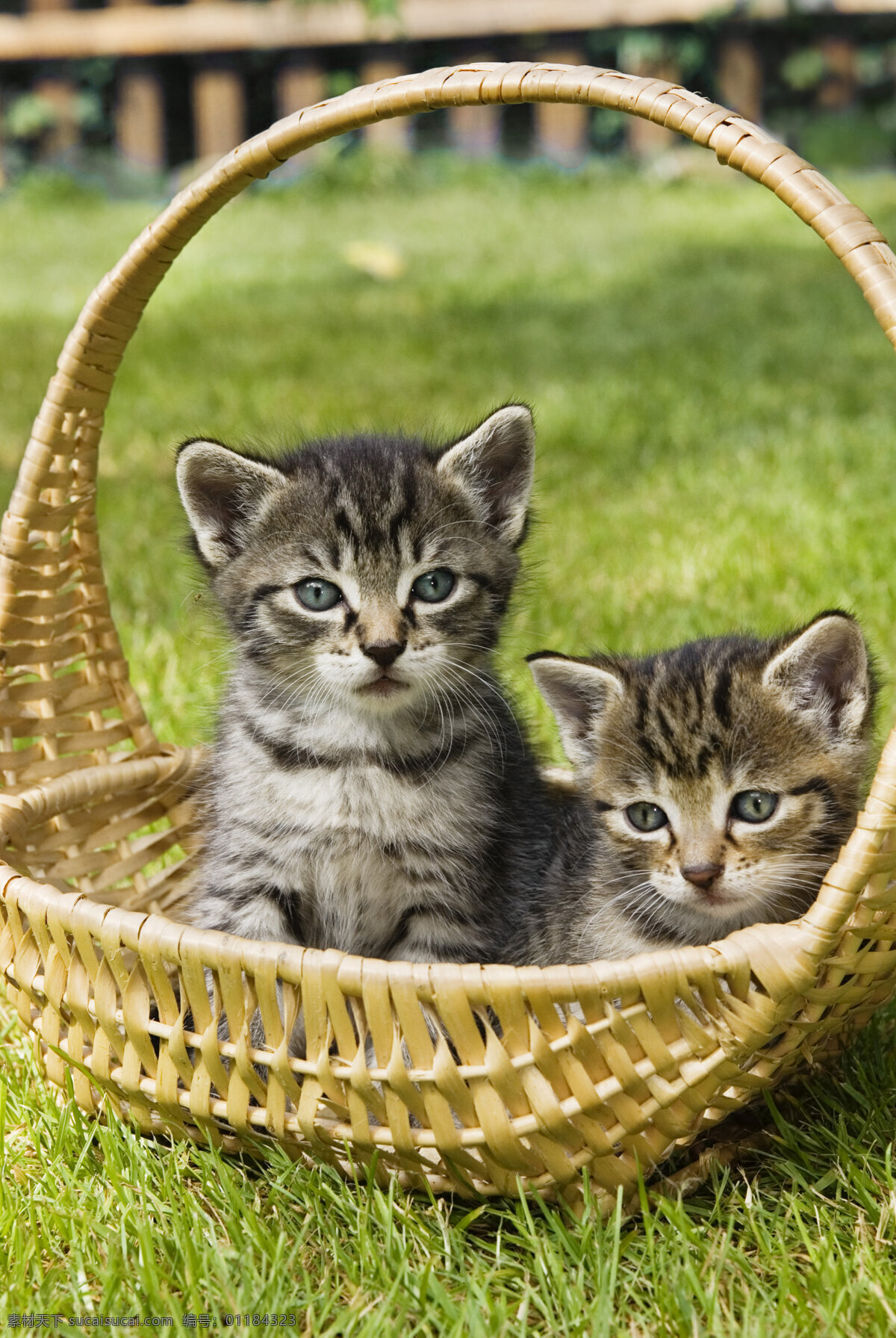 篮子 里 小猫 宠物 可爱 猫咪 动物世界 摄影图 猫咪图片 生物世界