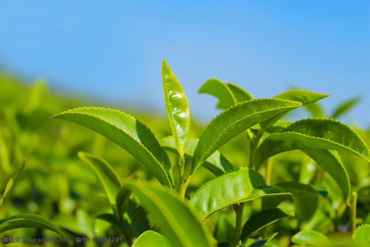 花茶 植物茶 茶叶 普洱茶 梯田茶园 自然风景 自然景观 绿色