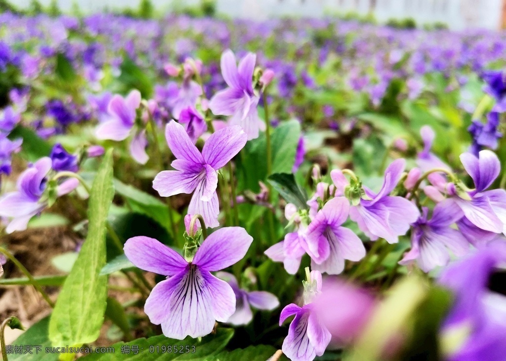 紫花地丁 紫地丁 地丁 野花 紫色 紫堇菜 紫堇 堇菜 花朵 美丽 草地 户外荒地 小野花 特写 手机摄影 生物世界 花草