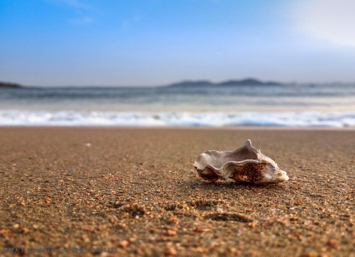 软体动物 贝壳类 贝类 扇贝 海螺 螺旋 文蛤 外壳 海贝壳 寄居蟹 海鲜 生蚝 海边 沙滩 海浪 生物世界 其他生物