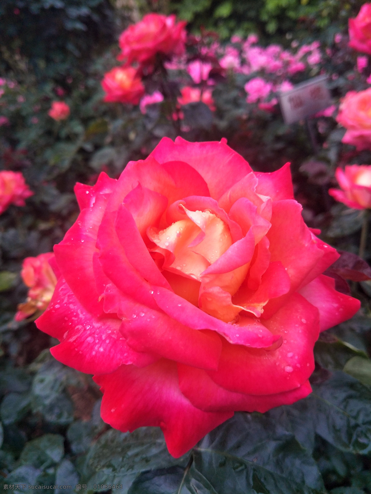 玫瑰花花园 花园 雨后玫瑰花 雨后玫瑰 雨后花朵 红色玫瑰 玫瑰 爱 自然 开花 浪漫 特写 红月季花 月季花盛开 红色玫瑰花 粉色玫瑰花 花 白色玫瑰花 蓝色玫瑰花 鲜花 诱人画 高清画写真 花写真 粉色 粉色月季花 户外月季花 月季花特写 玫瑰花特写 月季花花瓣 女人 女性花 花卉 自然景观 自然风景