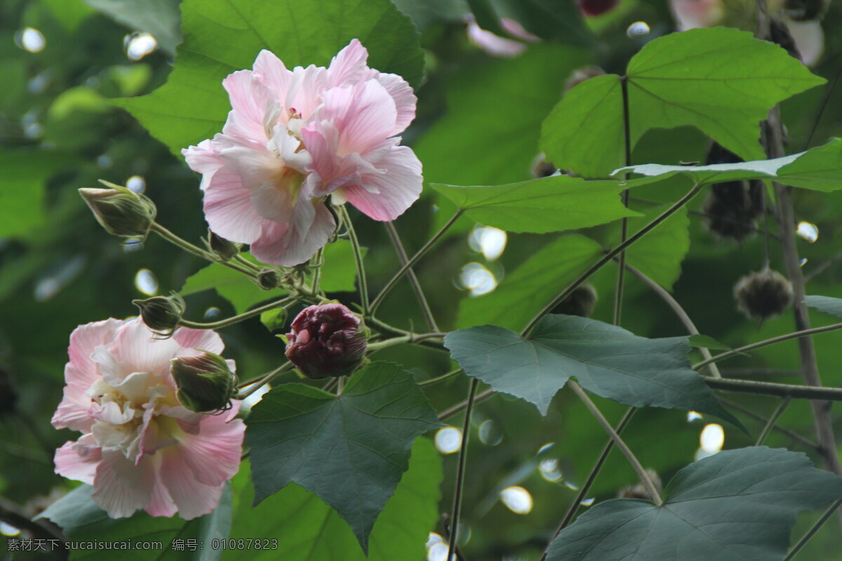 芙蓉花 木芙蓉 蓉城 芙蓉花开 芙蓉 花卉摄影 生物世界 花草