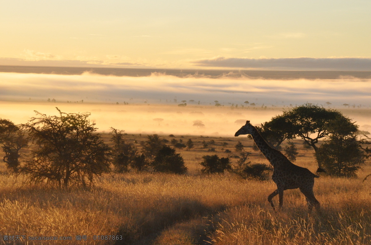 非洲草原 非洲草地 草地 旱季 风光 自然风景 旅游摄影