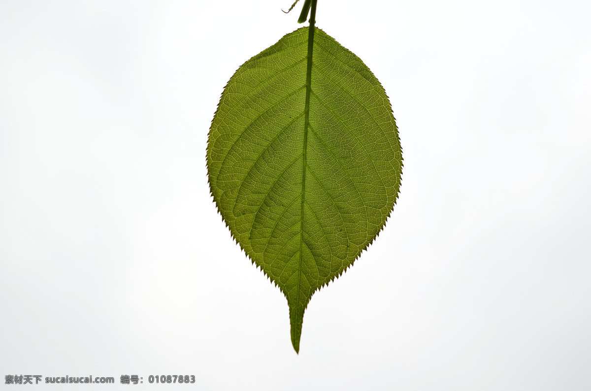 树叶 一片 大树叶 鲜叶 嫩叶 生物世界 树木树叶