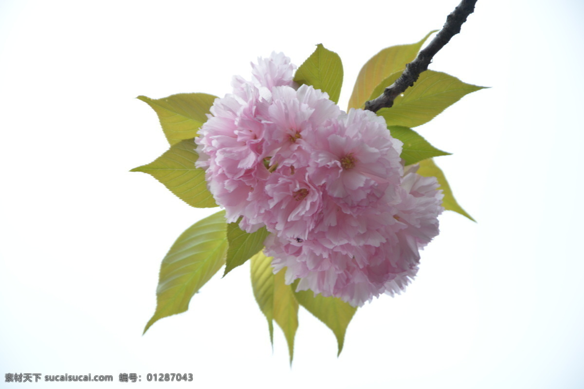 樱花 秋天 华贵 粉色 自然景观 自然风景
