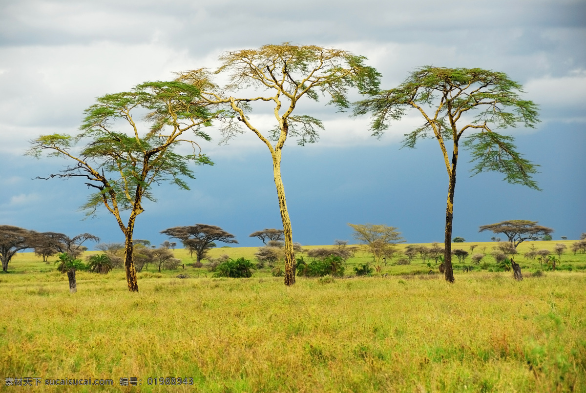 春天 非洲 草原 风光 春天草地风景 非洲草原风景 美丽风景 非洲景色 美景 风景摄影 树木风景 自然风景 自然景观 草原图片 风景图片