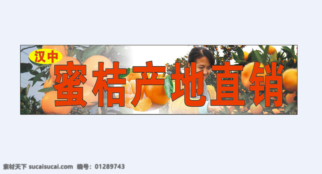 汉中蜜桔 汉中 蜜桔 产地 直销 桔子图片 白色