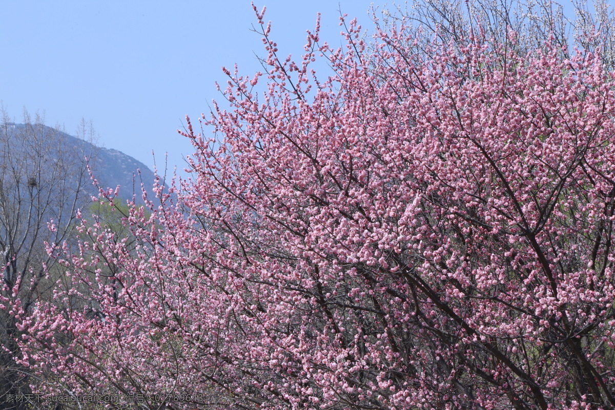 杏梅花 杏梅 洋梅 鹤顶梅 丰后梅 植物园风景 植物园美景 花朵 花瓣 花蕊 杏树花 树枝 杏树 花卉 花儿 花草 园林景观 绿化景观 榆叶梅腊梅 生物世界