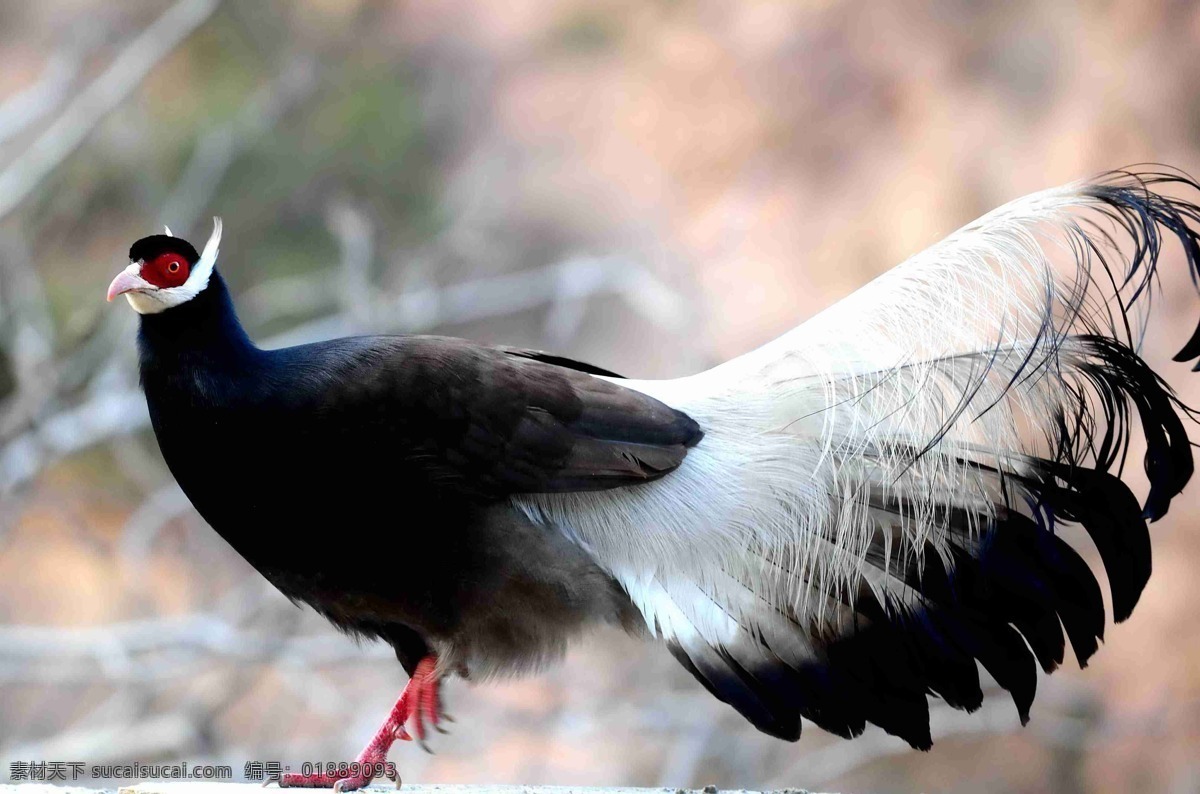 褐马鸡 东方宝石 保护动物 鸟类 生物世界