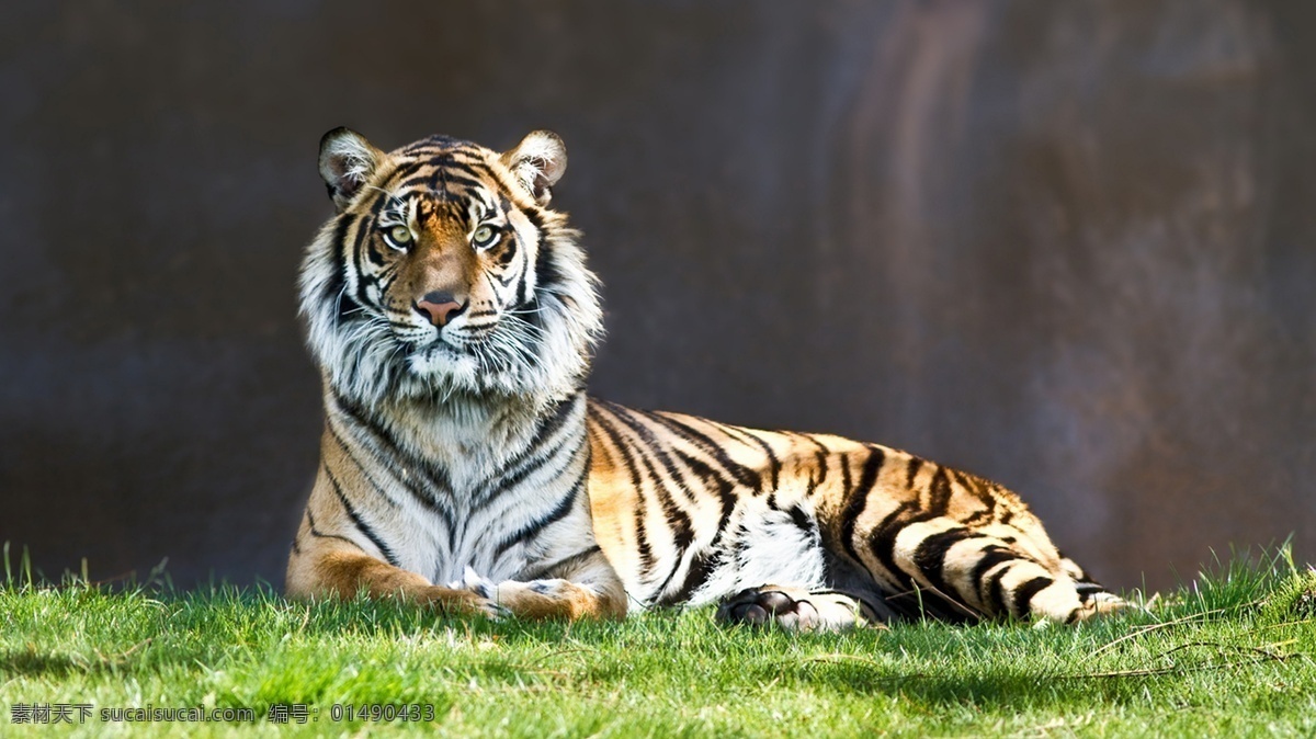 草地上的老虎 老虎的图片 青草 野生动物 肉食动物 草地 森林之