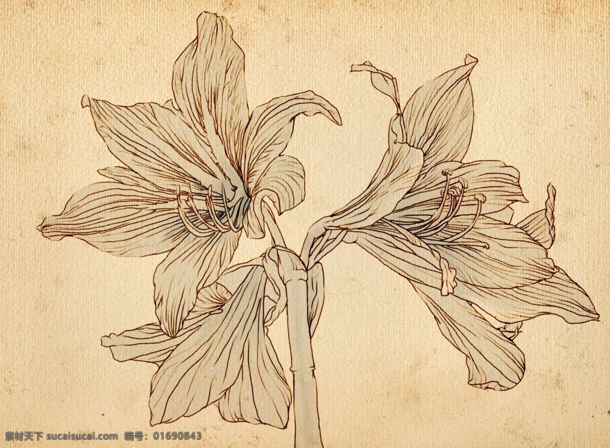 花卉线描 线描 ps线描 花 绘画 分层