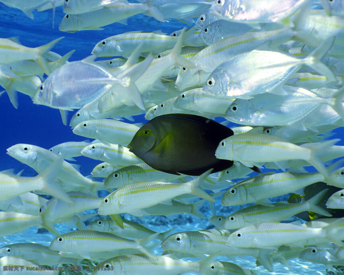 鳕鱼 黑鱼 海洋 鱼群 觅食 生物世界 鱼类