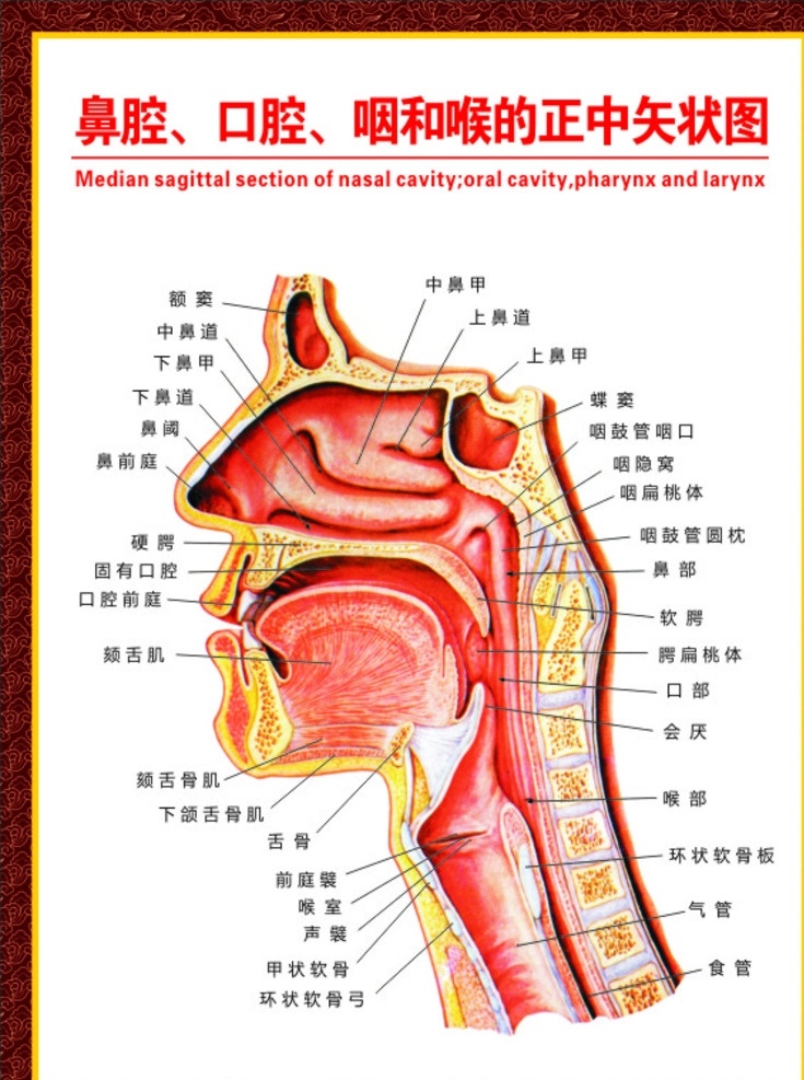 鼻腔 口腔 咽 喉 示意图 鼻腔口腔 咽和喉示意图 医院诊疗图 挂图 海报 健康教育图
