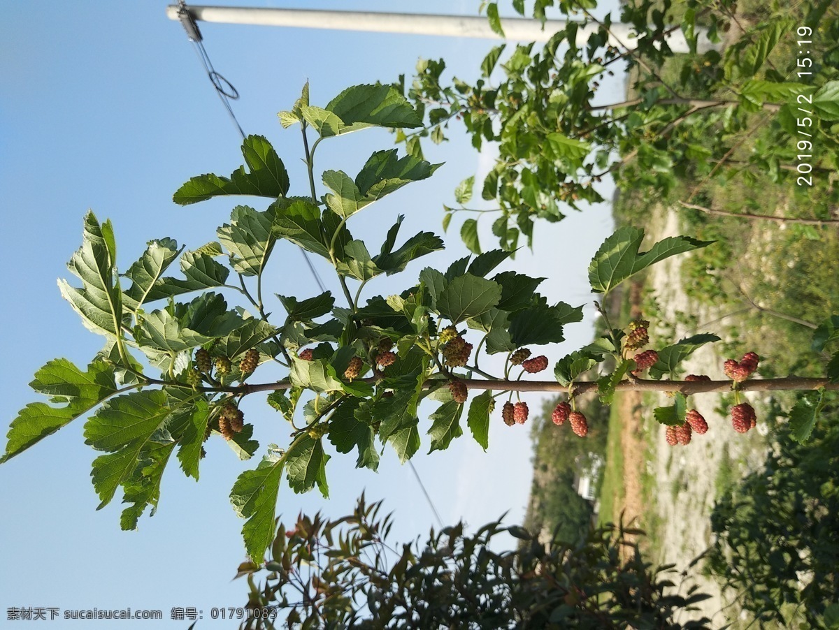 桑葚果特写 桑葚果 特写 桑树 桑叶 桑 照片素材 生物世界 树木树叶