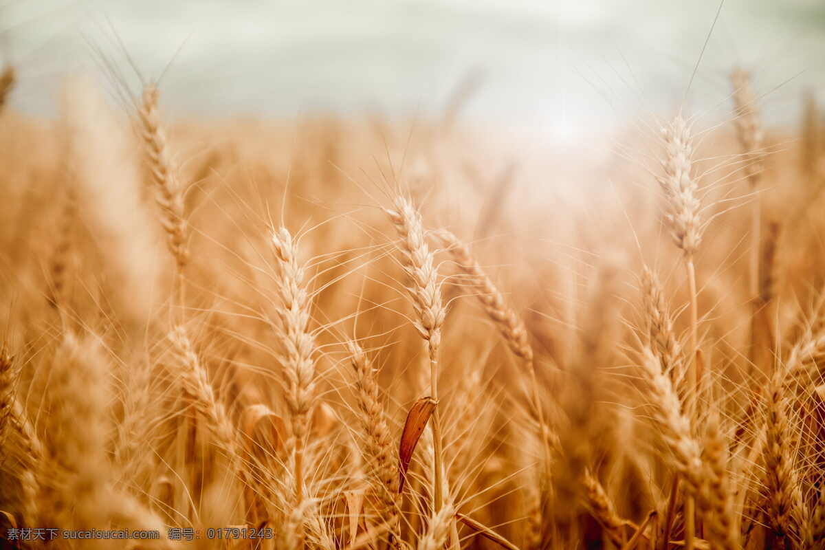 金黄 成熟 麦子 成熟的麦子 麦穗 麦田 丰收 麦地 庄稼 农作物 粮食 五谷杂粮 生物世界 其他生物