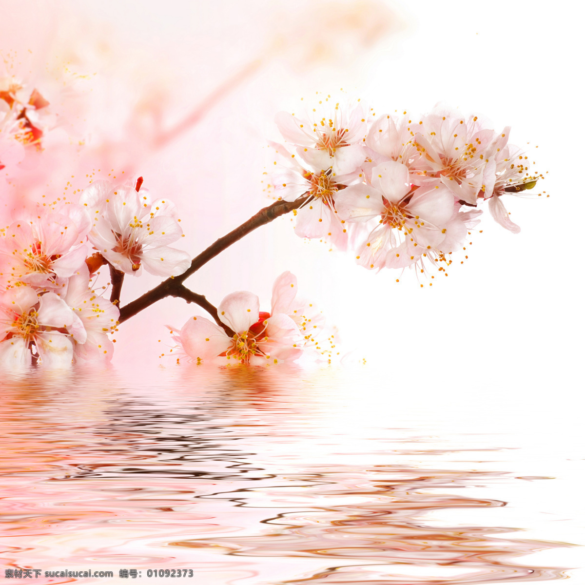 湖水 上空 粉色 樱花 峡盏姆凵 杓扑夭 白色