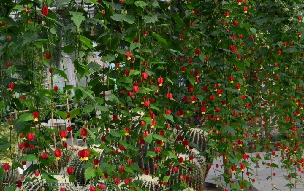 灯笼花 灯笼风铃 花儿 园林美景 温室景观 植物 花卉 花草 绿化景观 花卉大观园 生物世界