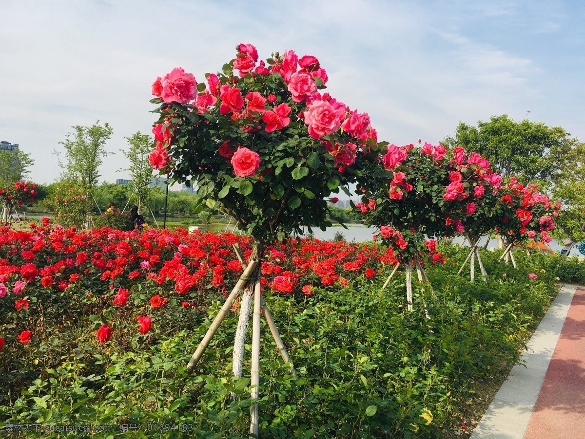 玫瑰花园花束 玫瑰花园 玫瑰花束 蓝天 白云 绿叶 树丛 摄影素材 旅游摄影 自然风景