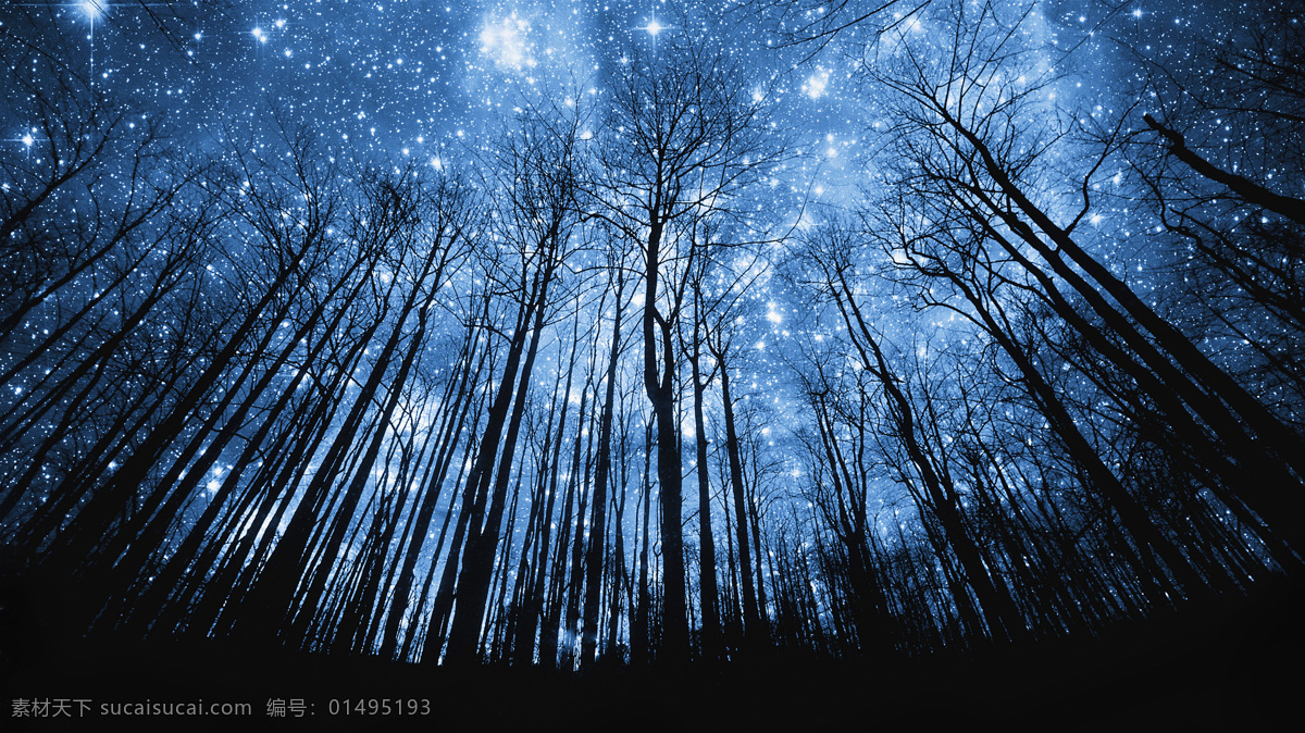 夜晚树林星空 夜晚 树林 星空 蓝色 美景 风景漫画 动漫动画