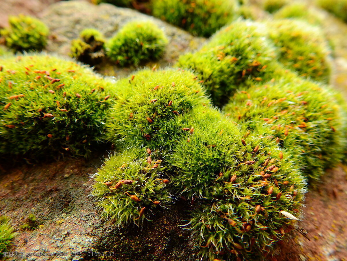 小 清新 苔藓植物 青苔 苔藓 青苔植物 潮湿 石头 岩石 石苔藓 绿色苔藓 花草 植物 生物世界