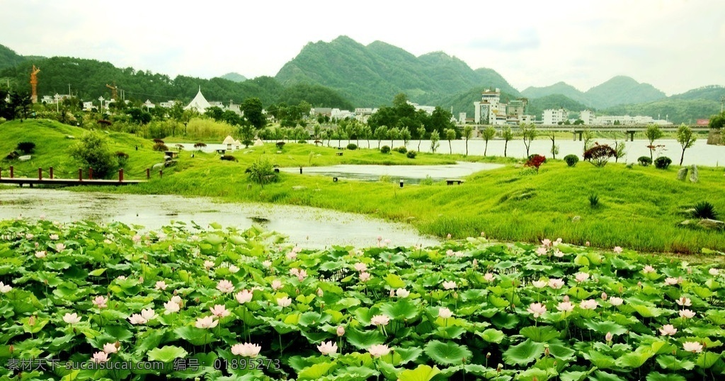 荷塘 荷花 荷叶 池塘 生态 生态公园 湿地公园 草地 绿地 农村 乡村 村庄 大自然 花草 生物世界