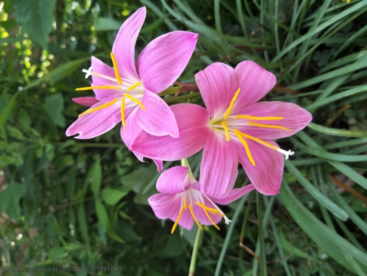 韭兰花 粉色 花朵 花草 鲜花 花瓣 盛开 植物 绿叶 生物世界