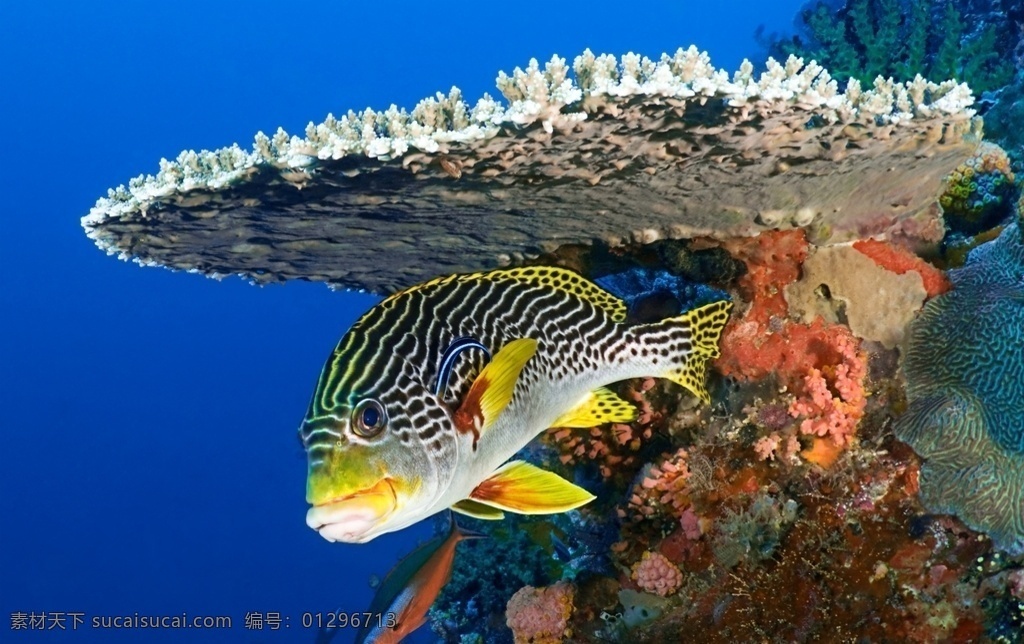 海底世界图片 珊瑚 海底世界 海鱼 鱼群 海底鱼群 水中鱼群 海中鱼群 水底鱼群 小鱼 鱼儿 海洋鱼群 海底 海中 海洋 唯美鱼群 炫彩鱼群 渔业 捕鱼 海上作业 水下鱼群 水下摄影 水下拍摄 成群结队 一群鱼 生物世界 海洋生物