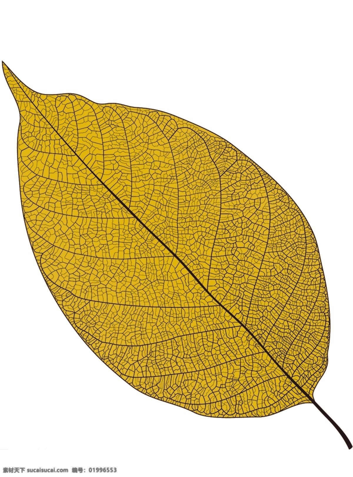 金黄色 纹理 树叶 金黄色树叶 纹理树叶 金黄纹理树叶 叶子