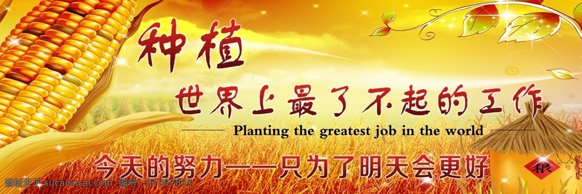 玉米海报 种植 种子海报 好看背景 广告 玉米 海报 稻子 分层