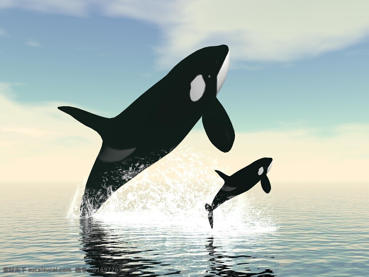 虎鲸 海洋动物 跳跃 海洋 遨游 野生动物 海洋生物 动物表演 大海 动物 动物世界 动物素材 野生动物摄影 海洋鲸鱼 生物世界