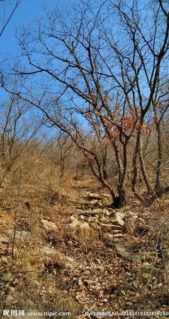 山林摄影景色 蓝天 山 山林 落叶 山石 野外景色 风景图片 自然景观 自然风景