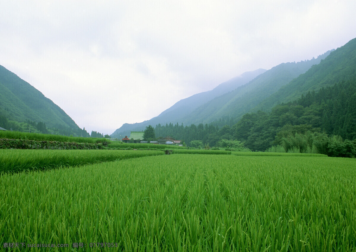 稻田 农田 水稻 乡村风光 田园风光 乡村田园风光 自然景观