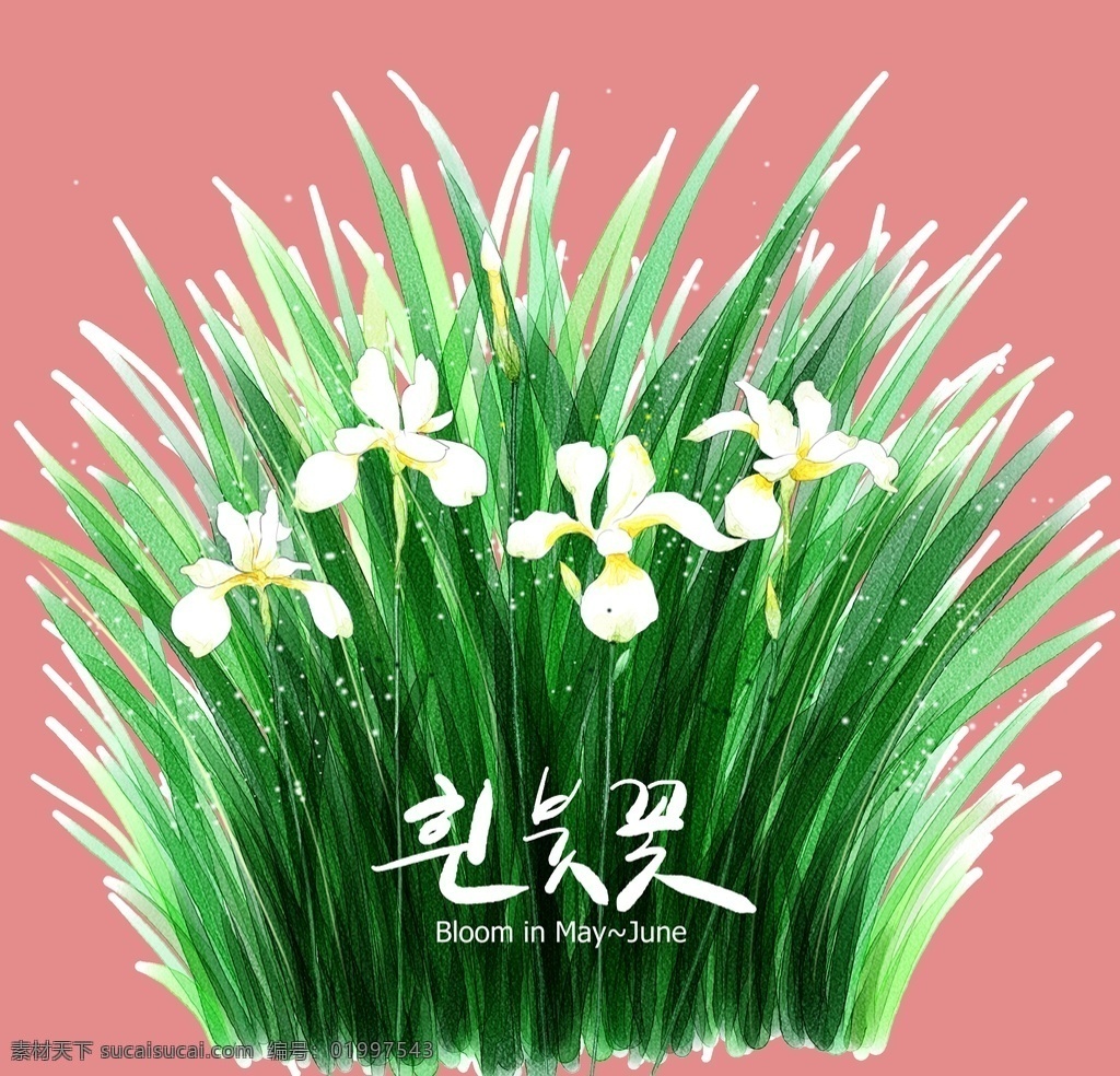 手绘花卉素材 花卉素材 手绘花卉 花卉 花素材 手绘花 分层